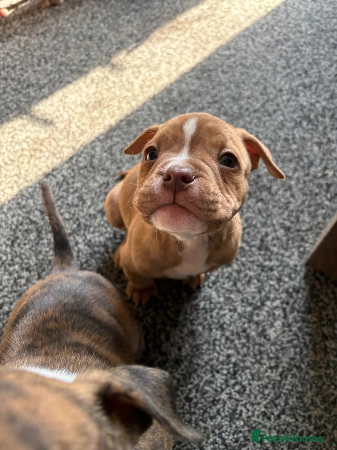 Mixed Breed dogs for sale: Tri Pocket bully x Staffy Puppies  - Advert 15