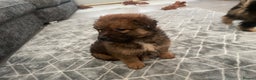 Mixed Breed dogs for sale: *only 1 male left* Malkita puppies 4 boys - Advert 33