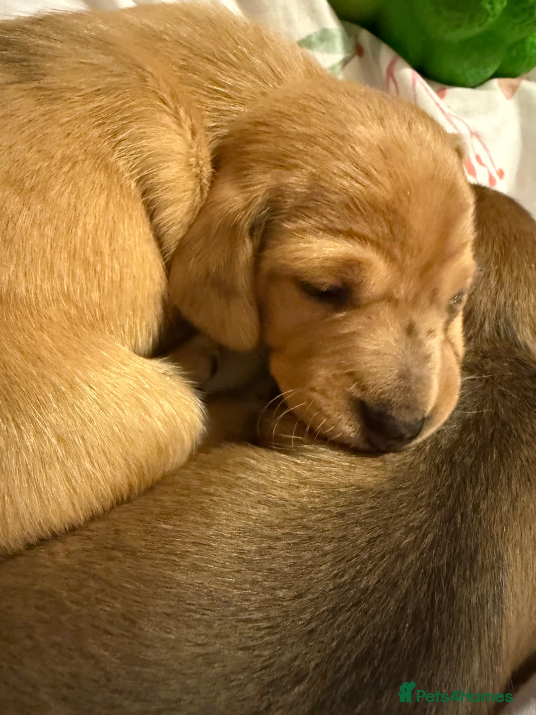 Miniature Dachshund dogs for sale: Four beautiful miniature dachshund  - Advert 8