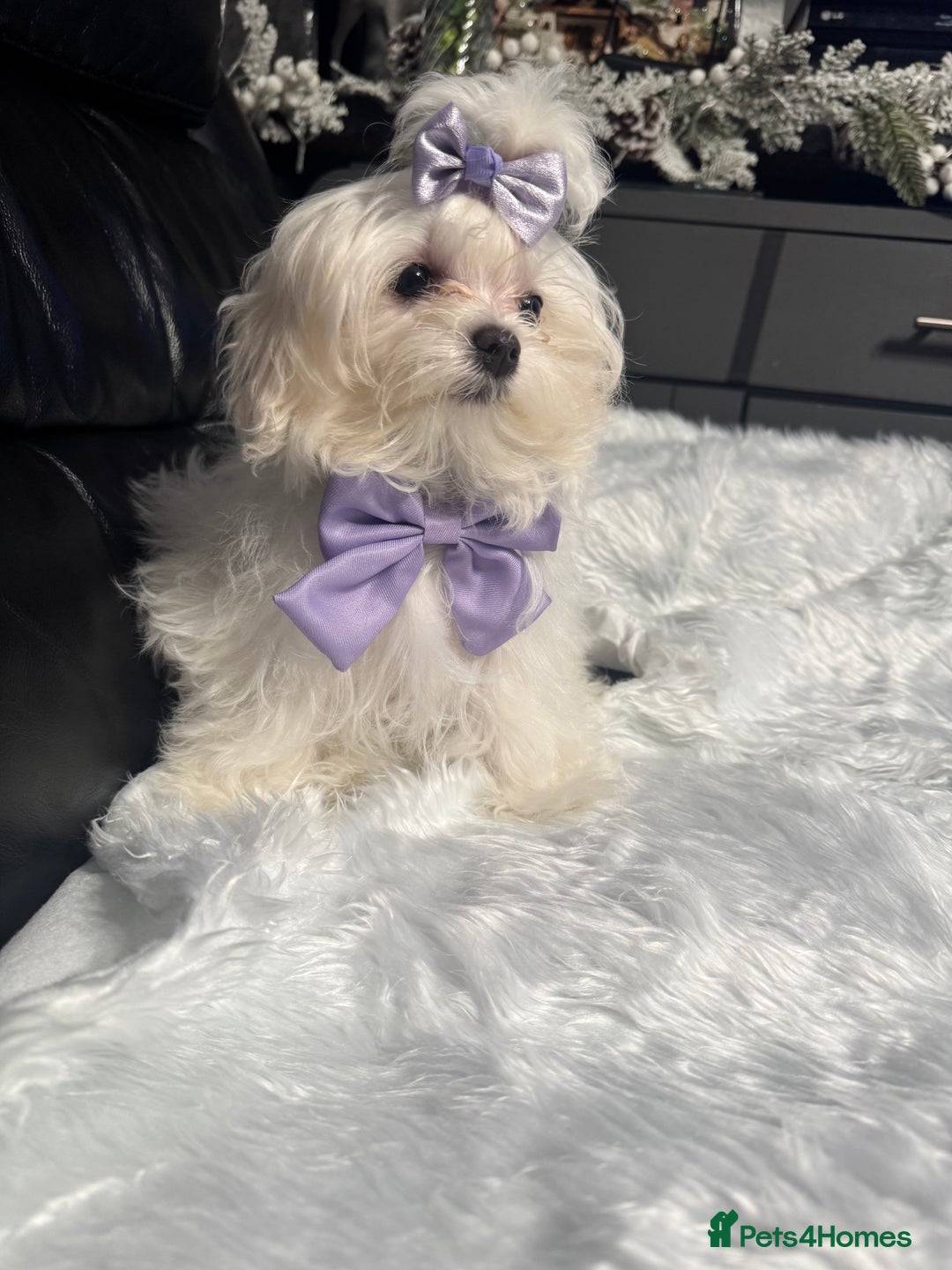 Maltese dogs for sale: ✨ Korean Maltese Hypoallergenic pure breed Girls ✨ - Advert 7