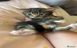Mixed Breed cats for sale: Mixed breed fluffy kittens.  - Image 11