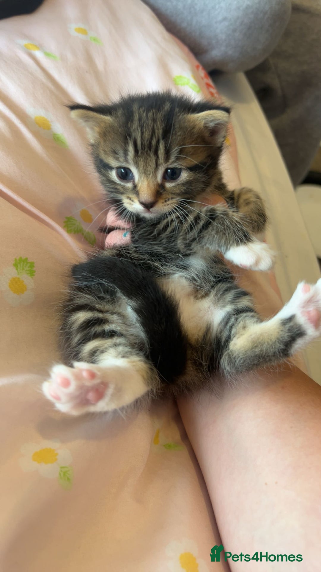 Mixed Breed cats for sale: Mixed breed fluffy kittens.  - Image 11