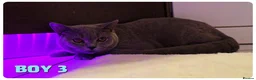 British Shorthair cats for sale: British Blue & Munchkin Kittens & Scottish Fold - Advert 21