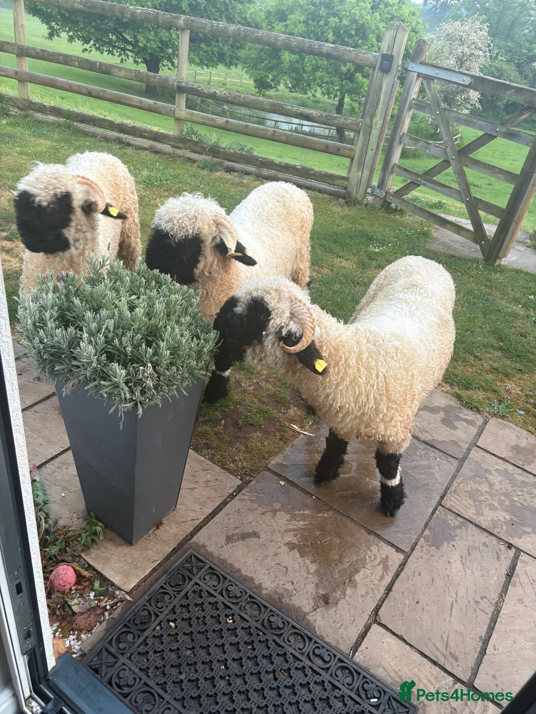 Sheep livestock for sale: Black valais sheep x3 - Advert 1