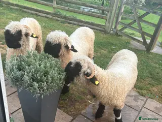 Sheep livestock Black valais sheep x3 - Advert 8