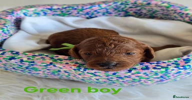 Cavapoo dogs - Advert 7