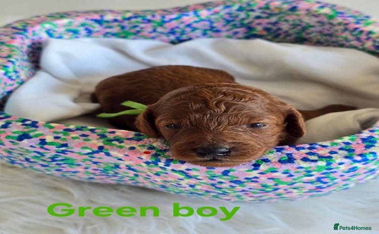 Cavapoo dogs - Advert 5