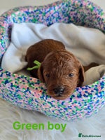 Cavapoo dogs - Advert 5