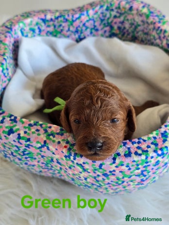 Cavapoo dogs - Advert 5