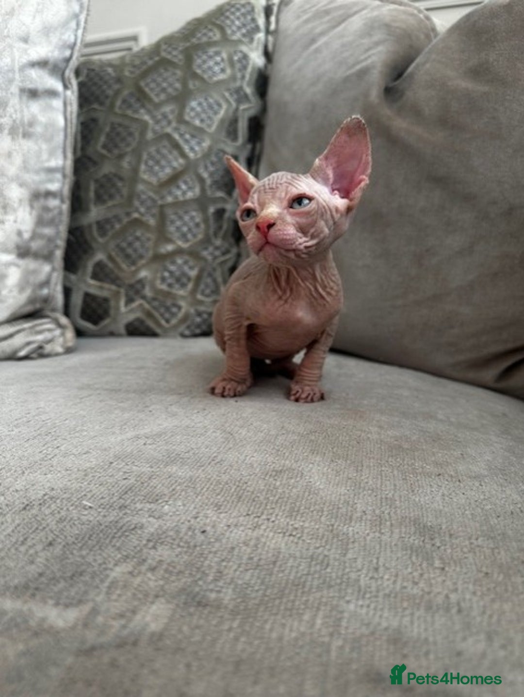 Sphynx cats for sale: TWO MALE SPHYNX KITTENS  - Image 8