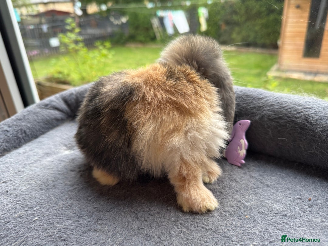 Mini Lop rabbits for sale: Mini Lop Bunnies (3 Girls Ready now) More 15th Aug - Image 6