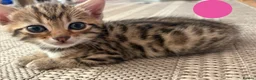 Bengal cats for sale: Beautiful Bengal Cross Kittens - Advert 21