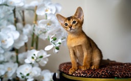 Abyssinian cats for sale: Elegant Abyssinian Kittens Champion Lines 🏆 🥇  - Image 20