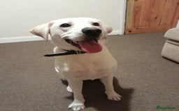 Labrador Retriever dogs for sale: Female labrador  - Image 8