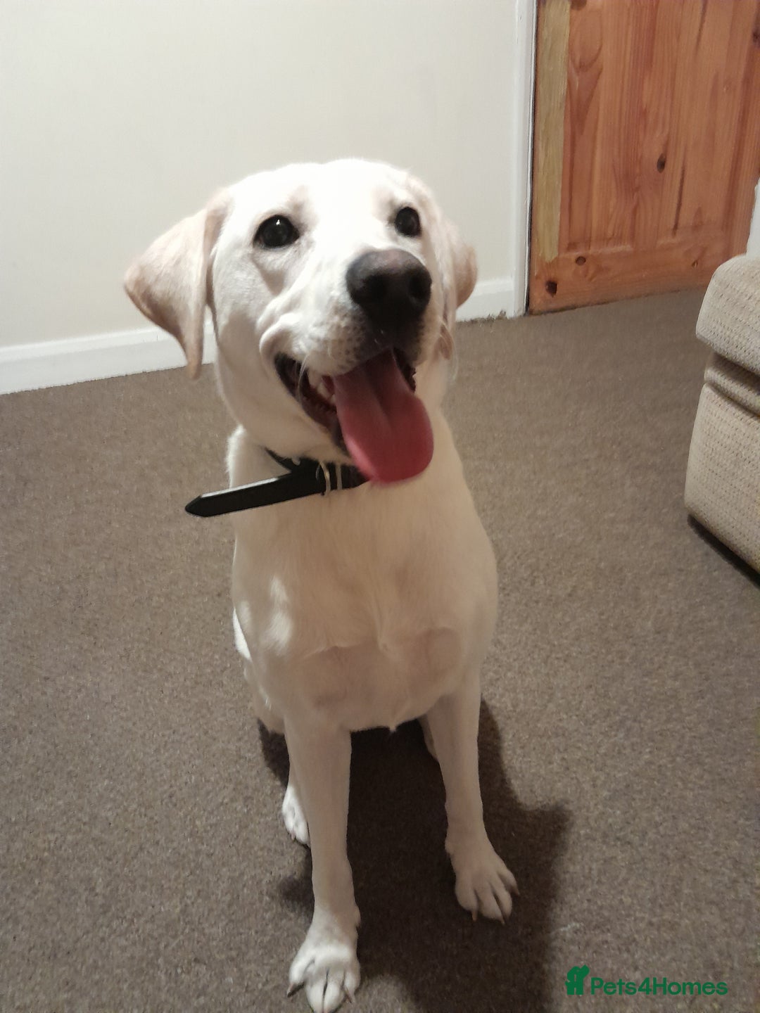 Labrador Retriever dogs for sale: Female labrador  - Image 8