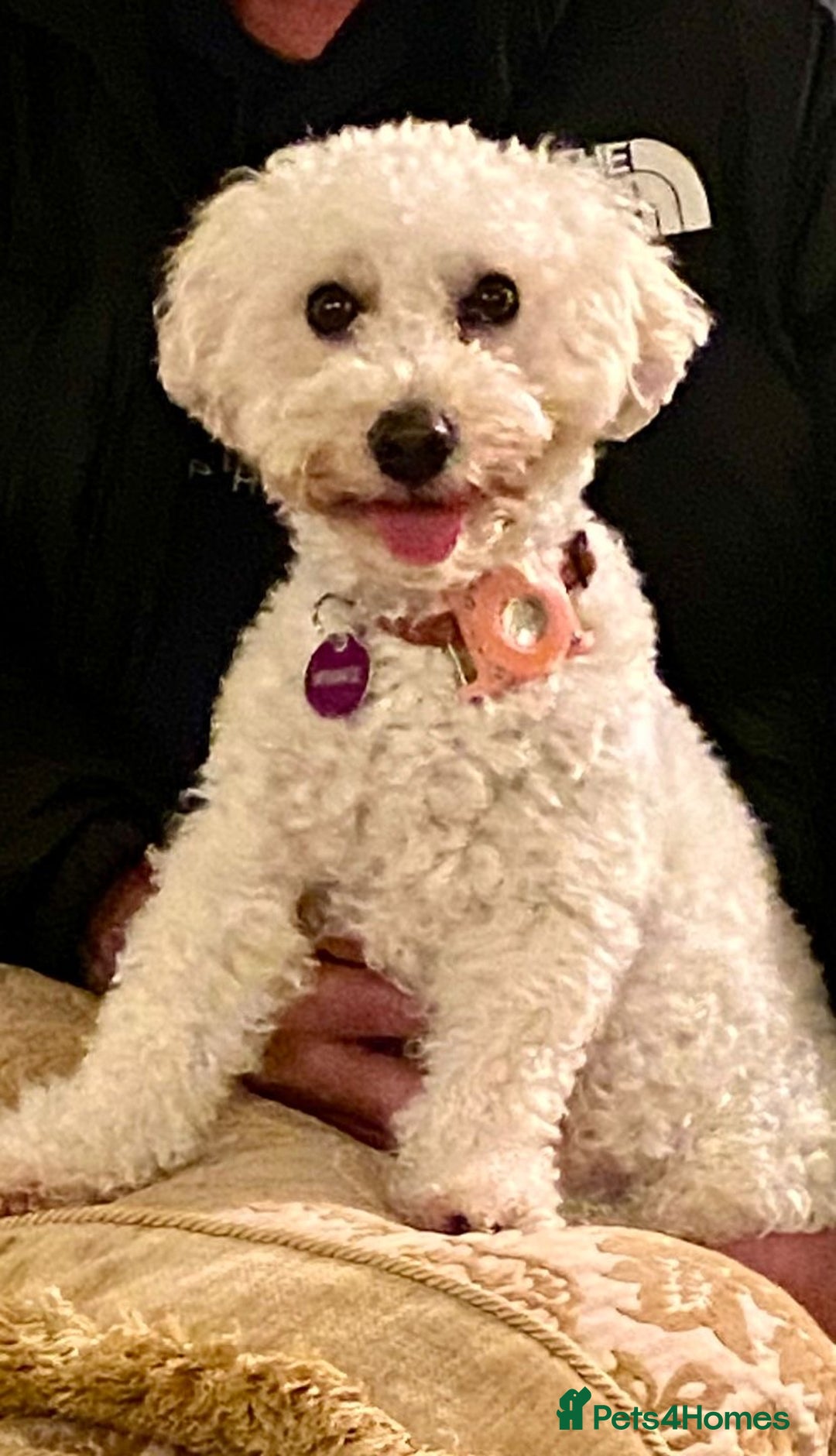 Poochon dogs for sale: ♥️🐶🧸 TINY ASIAN TOY POOCHONS FOR SALE ♥️ - Advert 17