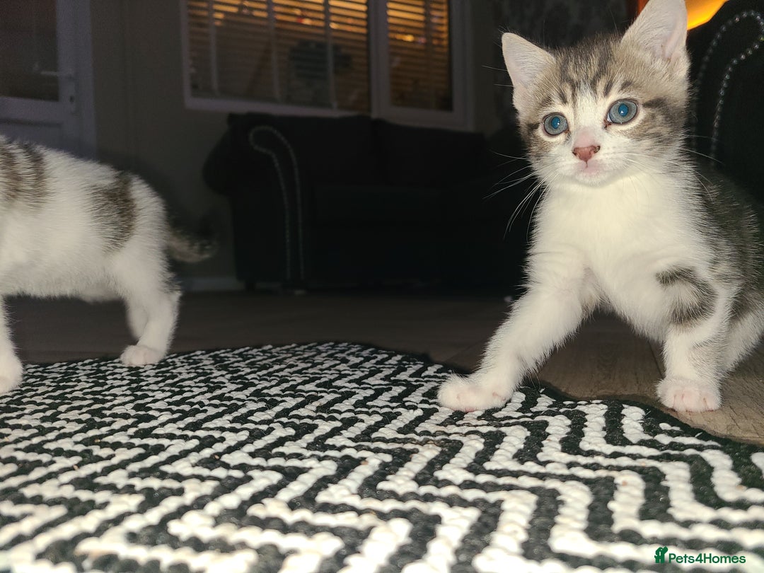 Mixed Breed cats for sale: 3 beautiful kittens - Advert 9