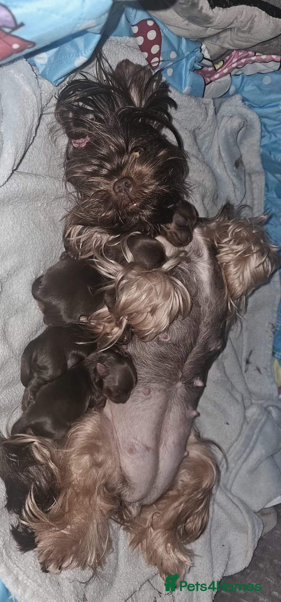 Yorkshire Terrier dogs Beautiful Chocolate Yorkshire Terrier Puppies - Advert 6