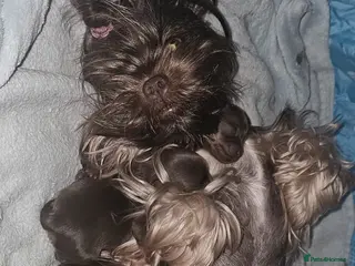 Yorkshire Terrier dogs Beautiful Chocolate Yorkshire Terrier Puppies - Advert 11