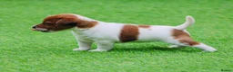 Jack Russell dogs for sale: *** 5 stunning puppies available *** - Advert 2