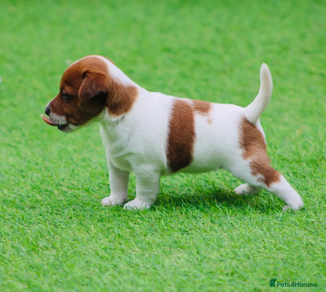 Jack Russell dogs for sale: *** 5 stunning puppies available *** - Advert 2
