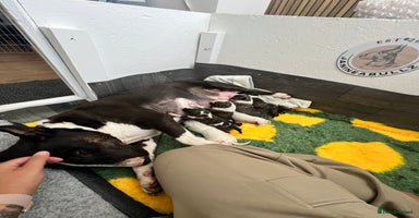 English Bull Terrier dogs - Advert 3