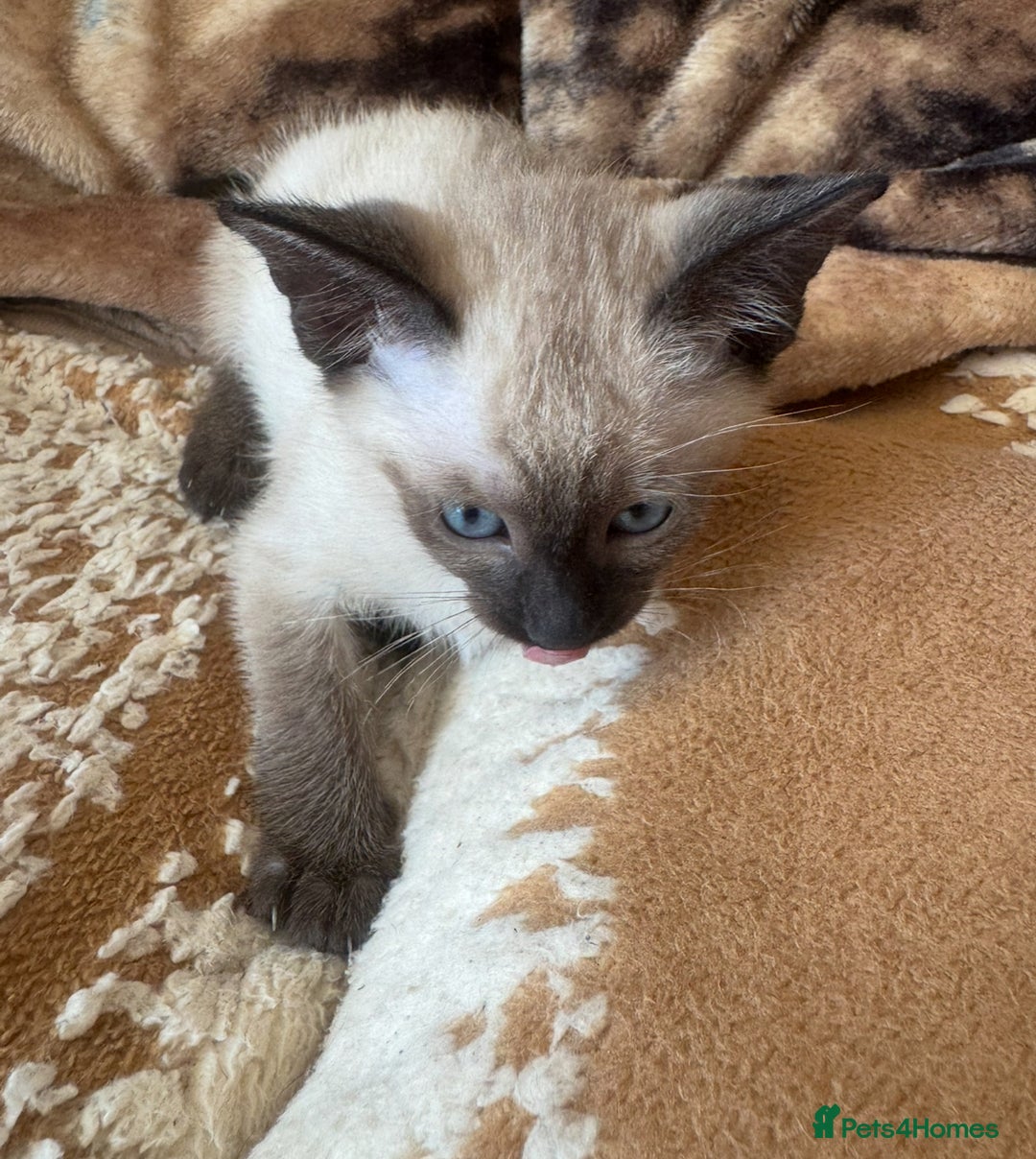 Siamese cats for sale: Seal point Siamese kittens - Advert 2