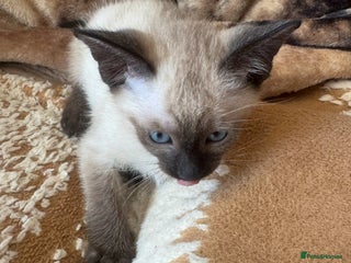Siamese cats Seal point Siamese kittens - Advert 3