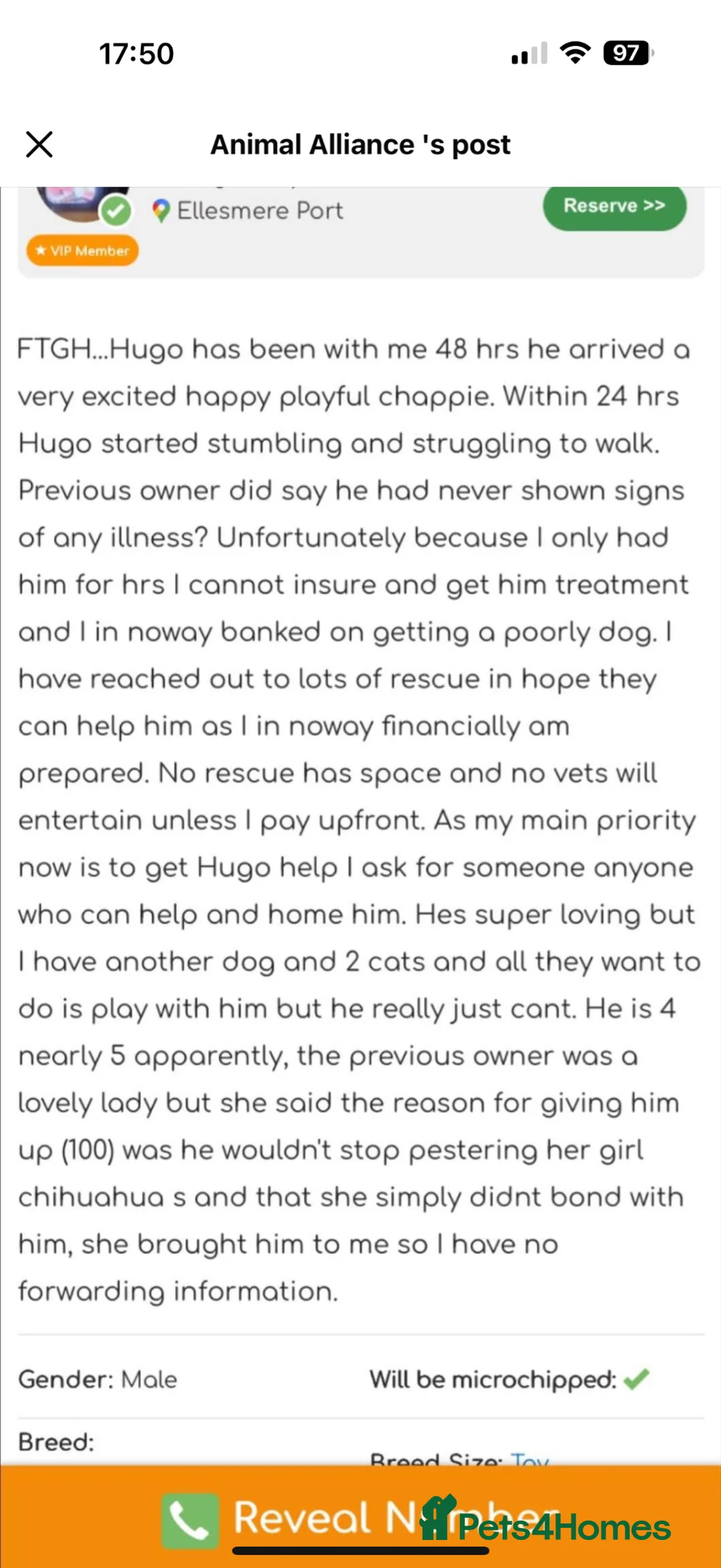 Chihuahua dogs for adoption: SWEETEST BOY HUGO 💔💔💔 - Advert 9