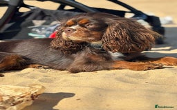 Cavapoo dogs for sale: F1 Cavapoo Pups Due Soon! 🍫Chocolate Carriers🍫  - Image 7