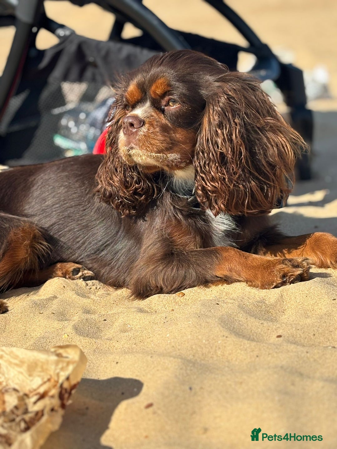 Cavapoo dogs for sale: F1 Cavapoo Pups Due Soon! 🍫Chocolate Carriers🍫  - Image 7