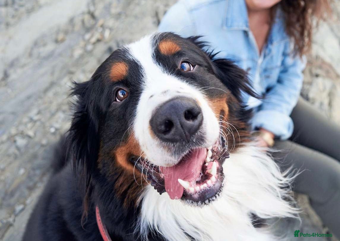 Bernese Mountain Dog dogs Gorgeous Bernese mountain dog female  - Advert 4