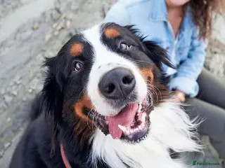 Bernese Mountain Dog dogs Gorgeous Bernese mountain dog female - Advert 4