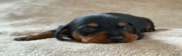 Miniature Dachshund dogs for sale: 🌈 🐾Beautiful Dachshund Rainbow Litter🐾🌈 - Advert 13