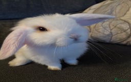 Mini Lop rabbits for sale: 8 weeks old mini lop for sale  - Image 2