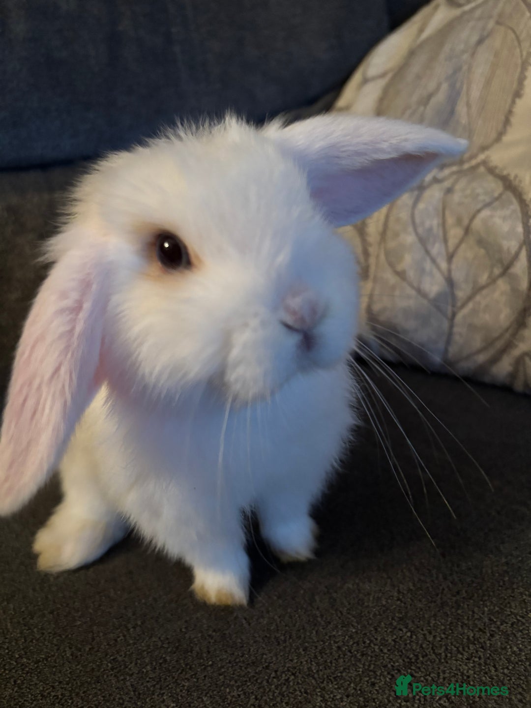 Mini Lop rabbits for sale: 8 weeks old mini lop for sale  - Image 2