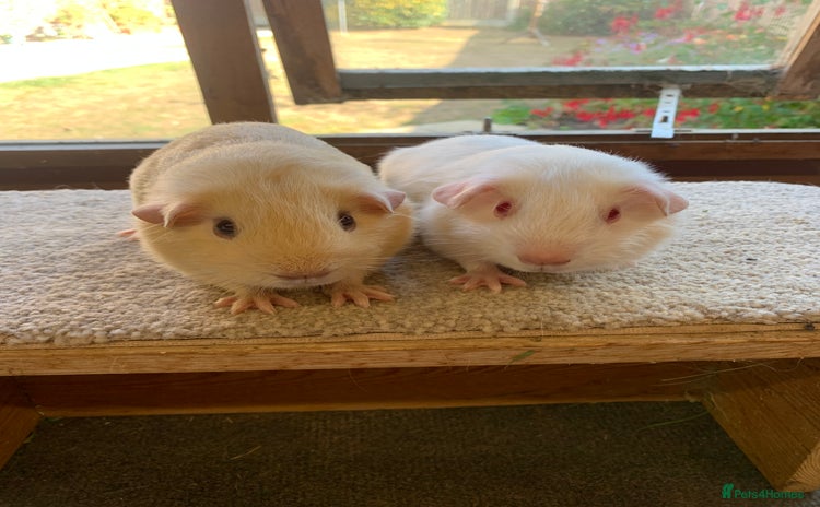 Guinea Pig rodents - Advert 7