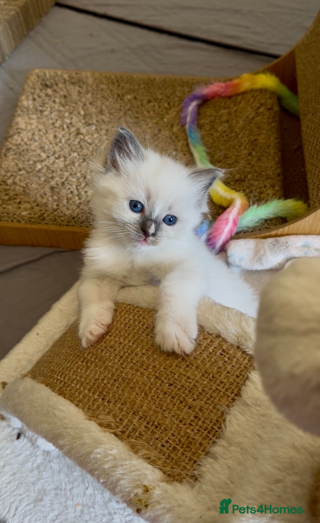 Ragdoll cats LAST RAGDOLL GIRL AVAILABLE  - Advert 2