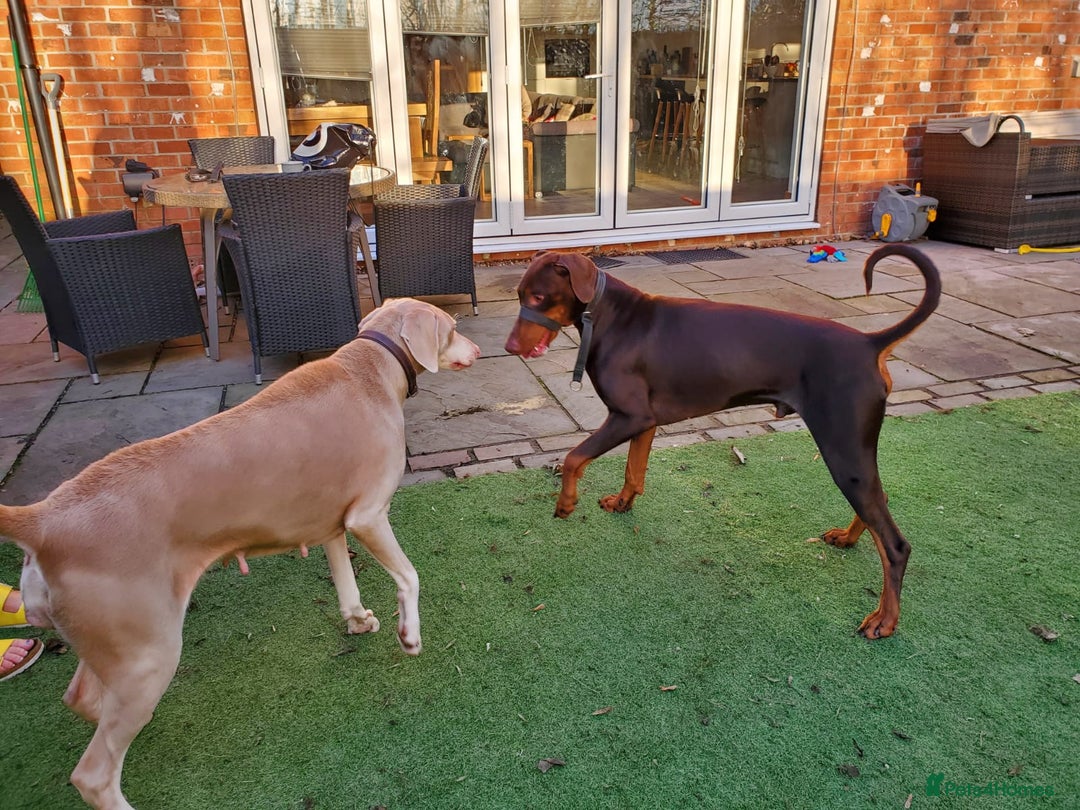 Dobermann dogs for stud: PROVEN SIRE, SON OF COME AS YOU ARE I-REX(Imp Scg) in Leeds - Image 5
