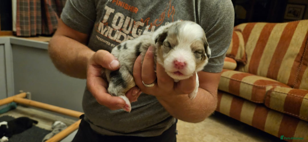 Australian Shepherd dogs for sale: Australian Shepherd Litter  - Image 10