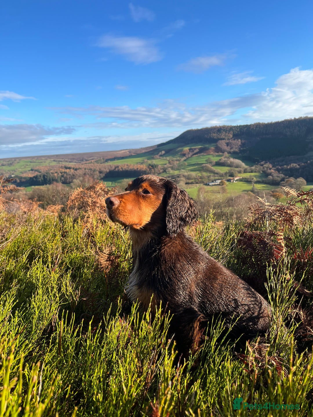 Cocker Spaniel dogs for stud: Cocker Spaniel stud  - Advert 21