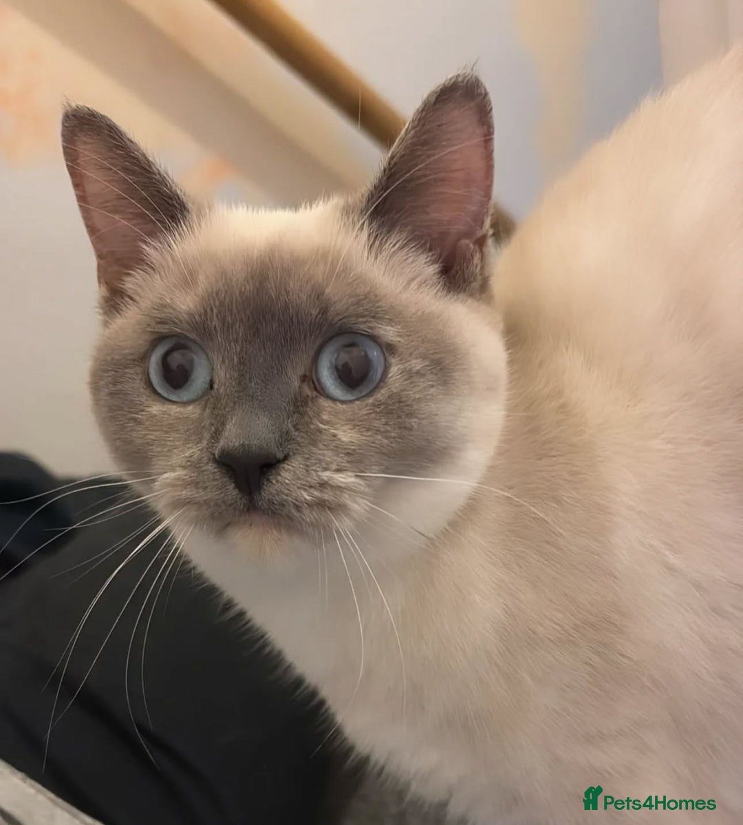 British Shorthair cats for sale: Bsh cross (50% bsh) beautiful boy - Image 2