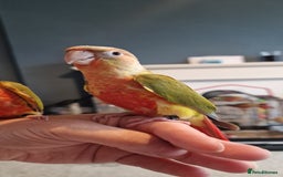 Conures birds for sale: Beautiful fully hand reared conure babys  - Image 4