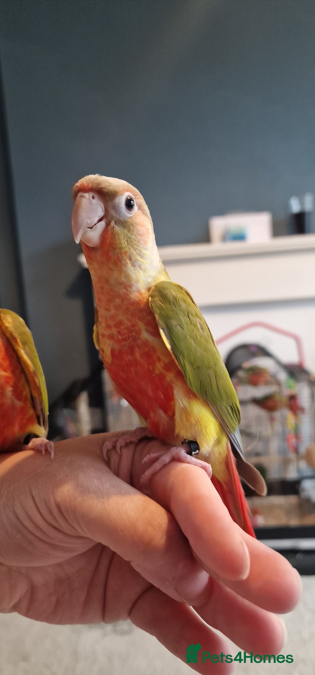 Conures birds for sale: Beautiful fully hand reared conure babys  - Image 4