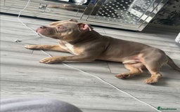 Mixed Breed dogs for sale: Cane Corso x Pocket Bully - Image 9