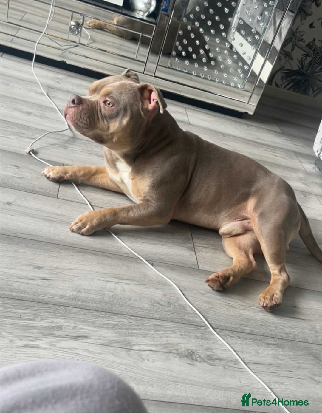 Mixed Breed dogs for sale: Cane Corso x Pocket Bully - Image 9
