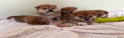 Japanese Shiba Inu dogs for sale: Japanese Shiba health tested , champion bloodline  - Advert 4