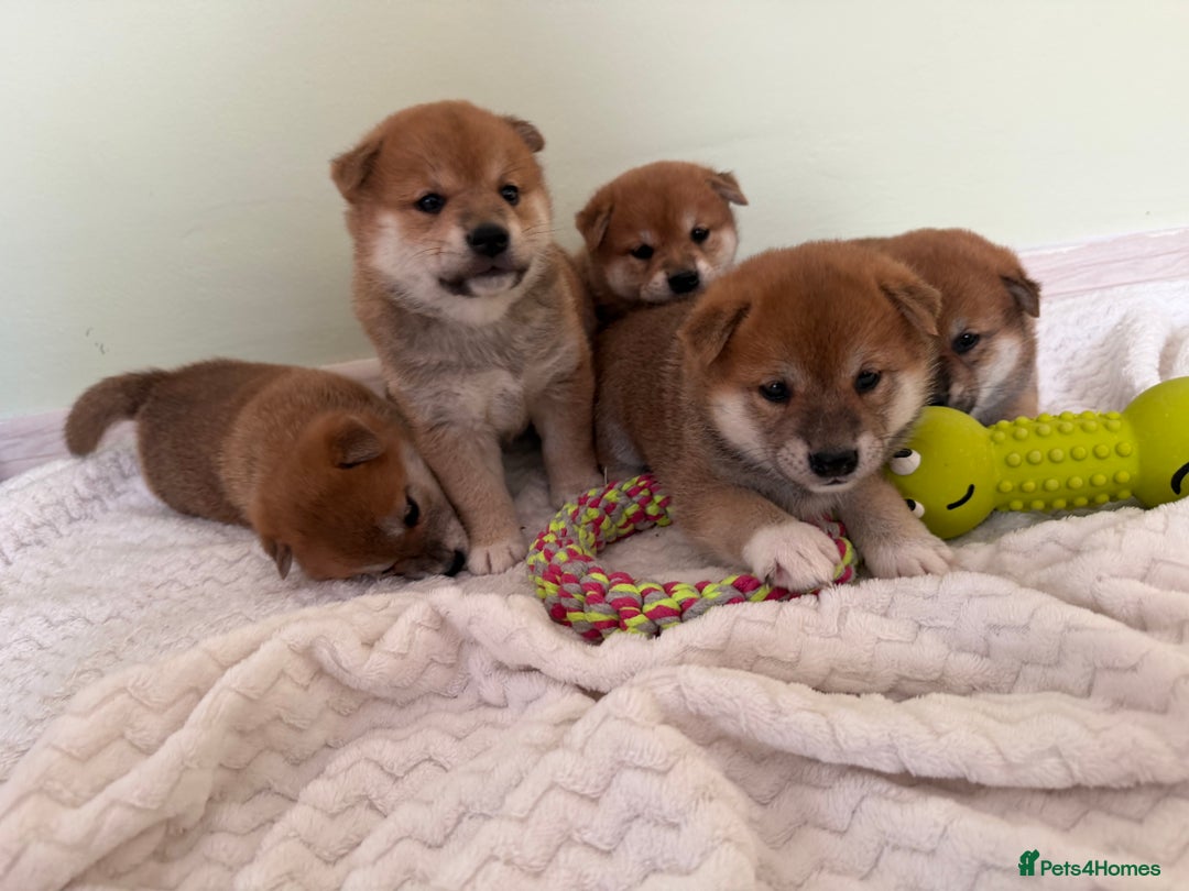 Japanese Shiba Inu dogs for sale: Japanese Shiba health tested , champion bloodline  - Advert 4