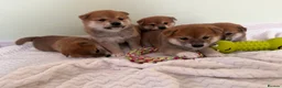Japanese Shiba Inu dogs for sale: Japanese Shiba health tested , champion bloodline  - Advert 10