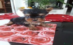 Yorkshire Terrier dogs for sale: Tiny Miniature Yorkshire Terrier puppies  - Image 7